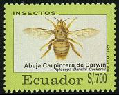 Carpenter bee
