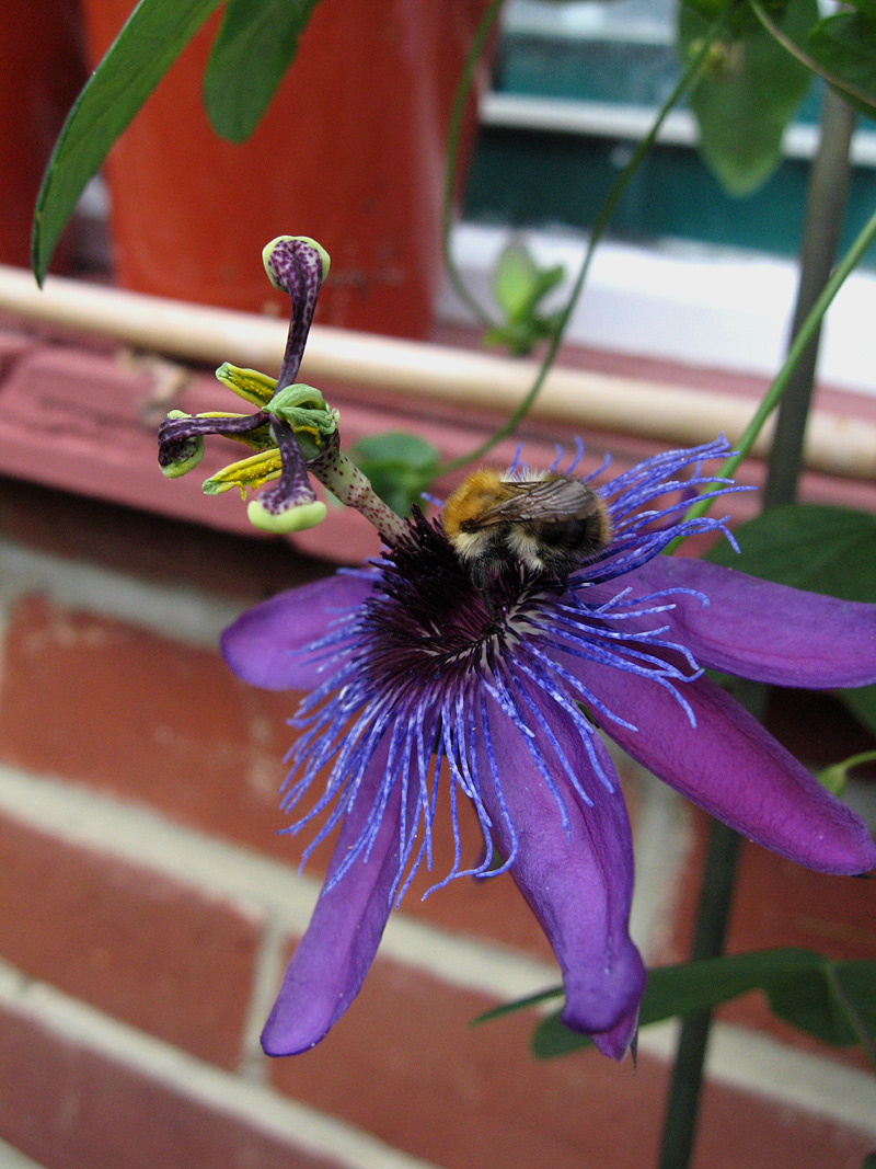 Passiflora La Morellina