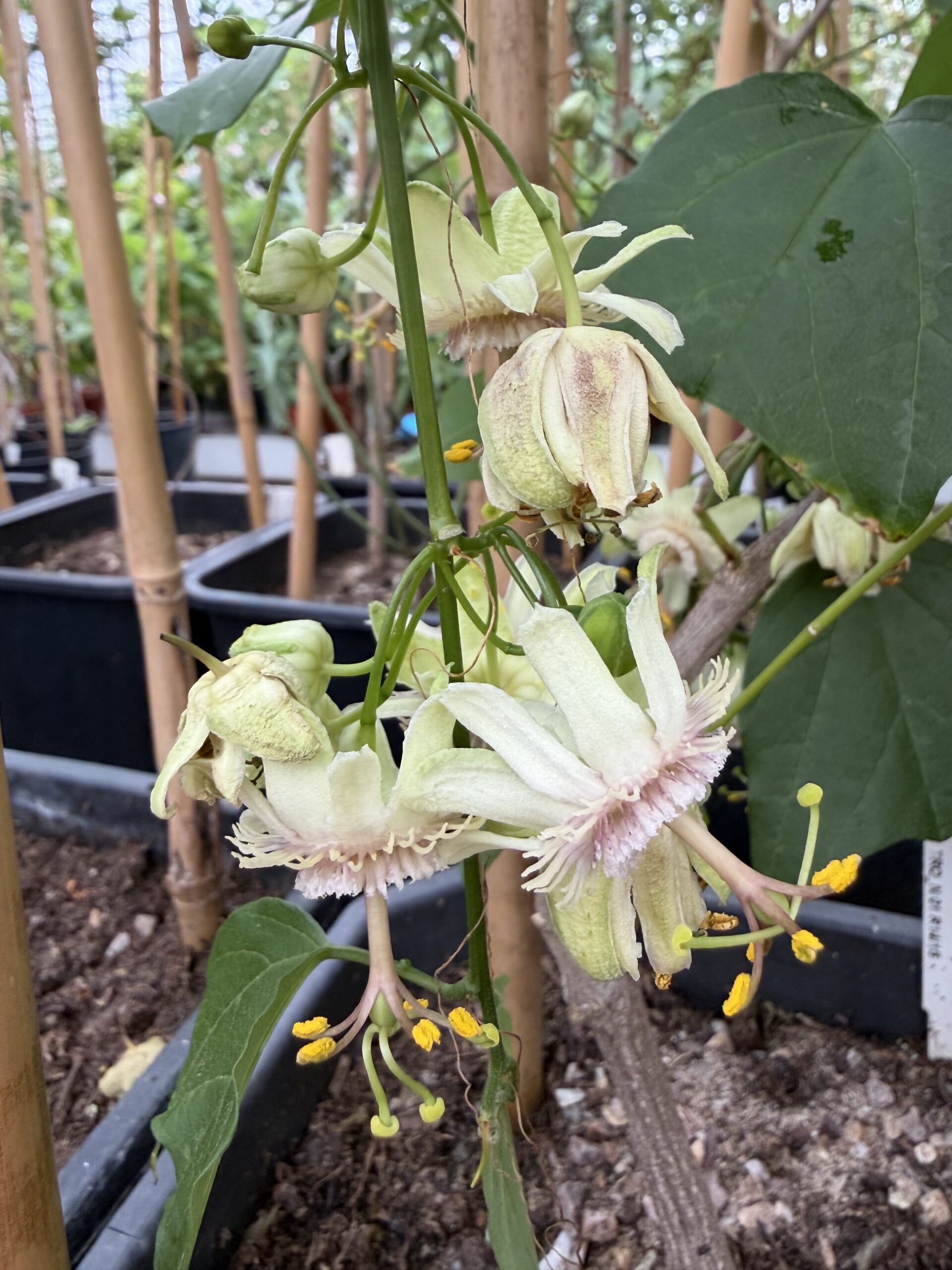 Passiflora wilsonii