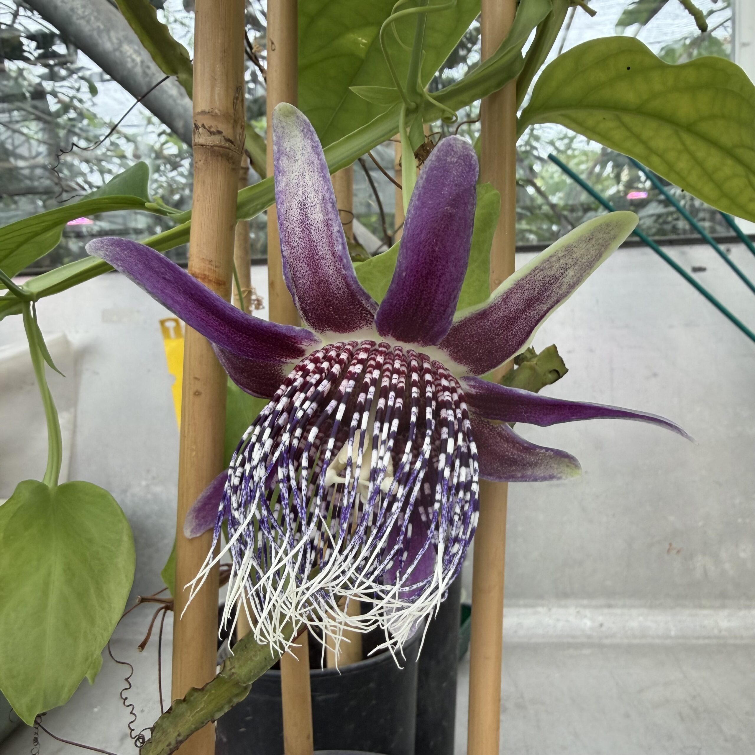 Passiflora trialata