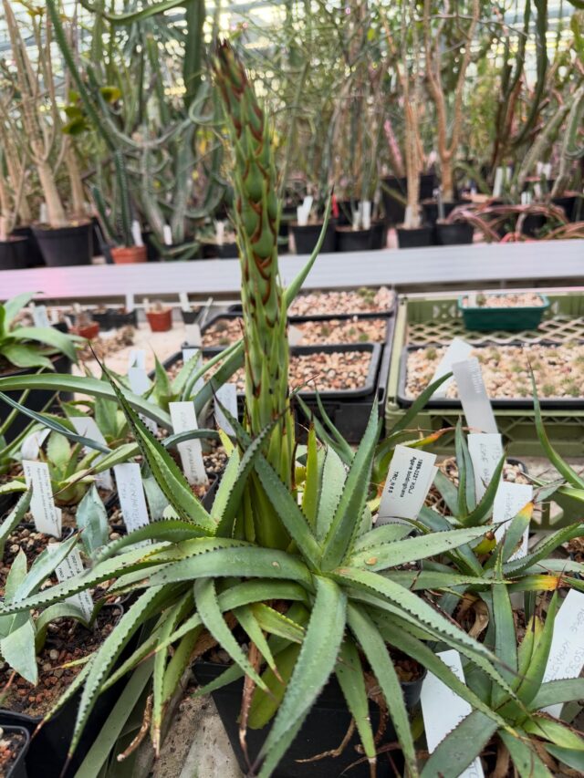 Popped in to see @carlos.magdalena.kew  @kewgardens and spotted this beauty pushing out its flower spike, Agave boldinghiana native to Curacao and Bonaire in the West Indies. #agave #agaveboldinghiana #agavesofinstagram #surbiton #riversidepassiflora