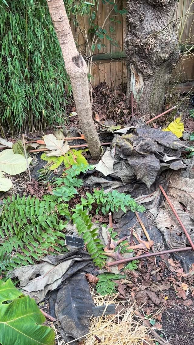 I think we have had this Tetrapanax papyrifer ‘Rex’ from Bruce @bigplantnursery for about 6 years. Native to China and Taiwan, deciduous, it drops its huge metre or more across leaves when frosted but makes a spectacular recovery each spring. One of the most spectacular trees to grow in the garden, its only disadvantage is the irritant dusty orange indumentum, which doesn’t do your lungs any good, so best grown in a distant corner of the garden. #tetrapanax #tetrapanaxpapyrifer #araliaceae #surbiton #riversidepassiflora