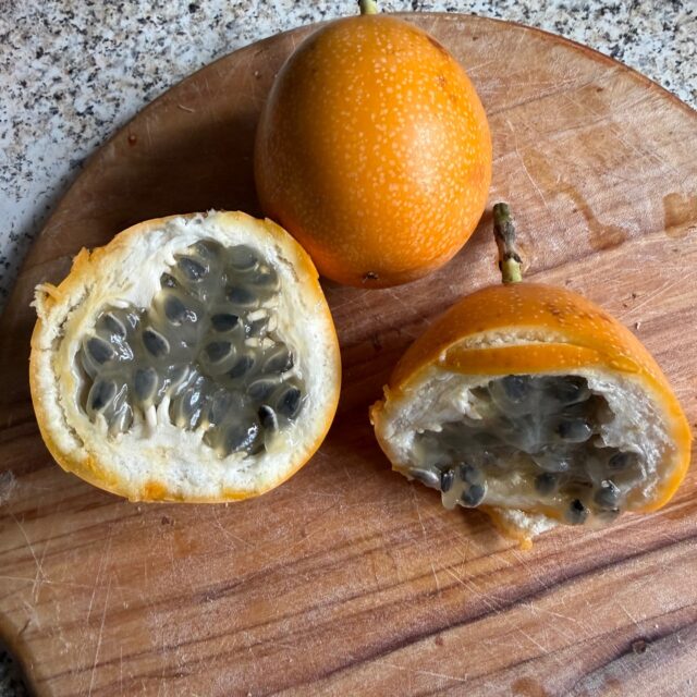 Passiflora ligularis fruit from Colombia

Rarely seen here in UK supermarkets. A tough but brittle shell with slightly unattractive grey pulp. Mark Cooper, from California, and others, report that it is one of the tastiest fruit. In UK however, where it is imported and sold in supermarkets as Granadilla or 'Golden Passion Fruit', it is variable & can sometimes be dull and insipid, but at its best is still very pleasant. It has a nice perfumed grape like aroma and seems far less acidic than P. edulis. Despite the hard shell it does not keep that well. It is also very expensive in UK.

Martin Murray reports that P. ligularis is farmed in Costa Rica at about 1400 metres upwards. Daytime temperature approx 30°C and nighttime 20°C. Soil wet, humidity high, and at some times of the year fed with citrus fertilizer (to increase fruit acidity and improve taste) and cattle manure. He describes the taste as very good and grape like. #passiflora #passionfruit #passifloraligularis #riversidepassiflora #surbiton