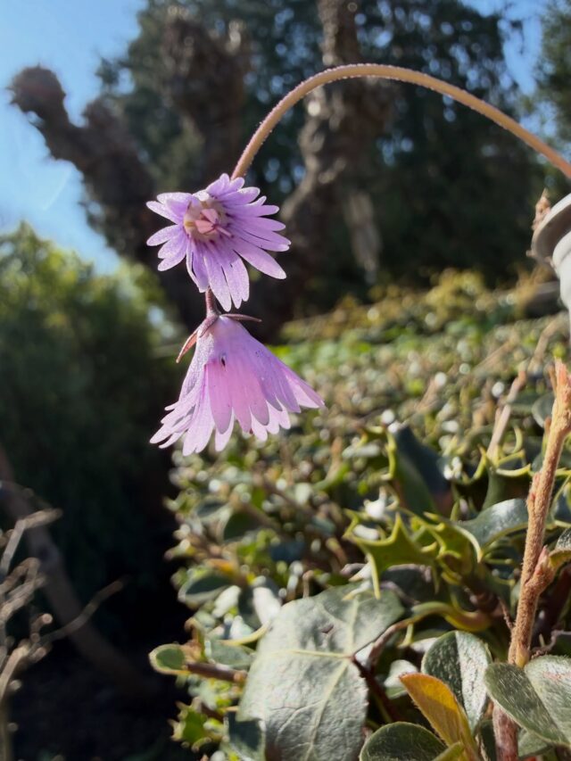 Soldanella alpina A snowbell native to the Alps & Pyreneese Kindly gifted by @typeonegardening #alpineplants ##alpineplant #soldanellaalpina #riversidepassiflora