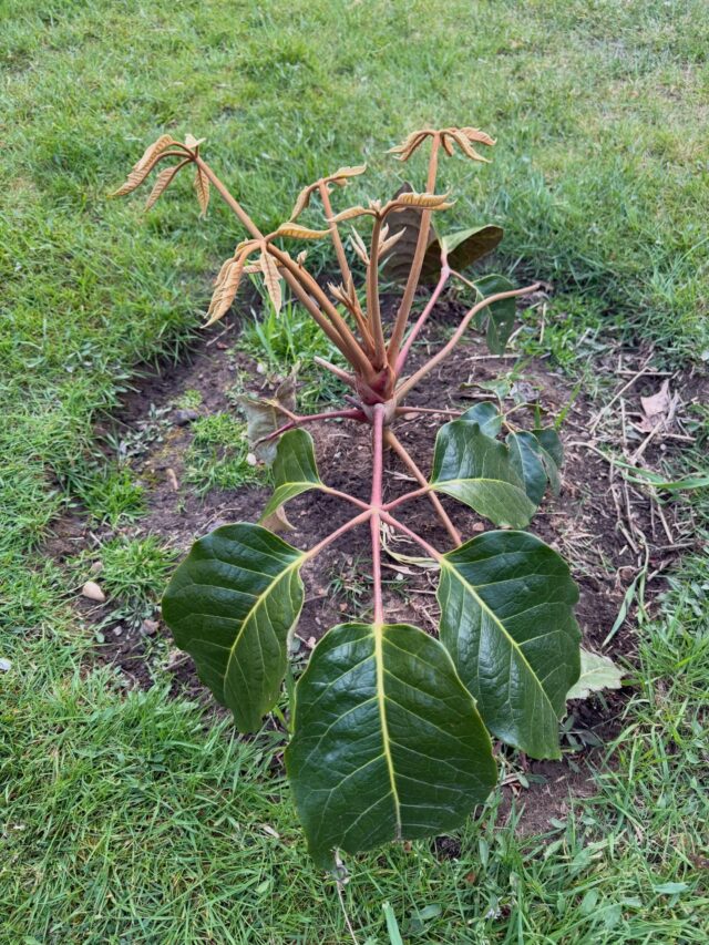 Schefflera delavayi also now Heptapleurum delavayi. Named after Père Jean-Marie Delavay, an extraordinary French missionary. and botanist. He explored extensively, particularly in Yunnan, China. Slow growing to start with, a relative of the ubiquitous umbrella plant houseplants, the new growth is brown, looks feeble and is covered in indumentum, presumably to discourage herbivory. From such an uncertain start the quite beautiful large leaves evolve. We have three plants. They are planted in a more open situation than may suit them best, but they have made it through two winters so far, and over summer guzzle up lots of water. So lets see how they do this year. Thanks to @gardenodysseyrob and Evan for sourcing them. 
.
.
.
.
.
#schefflera #scheffleradelavayi #heptapleurum #umbrellaplant