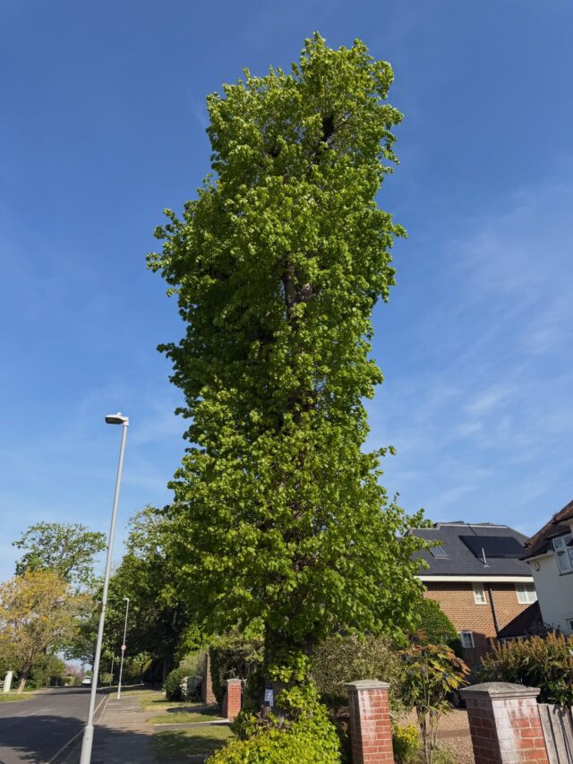 Tilia. Lime tree. Always sad to see trees being lost…. I cannot find the Tree Removal order on the @kingston_council Planning Portal (they should put a reference number on the notice) and no response to my email to greenspacesteam@kingston.gov.uk 🤷‍♂️
#conservationarea #southboroughconservationarea #treeremoval #treepreservationorder