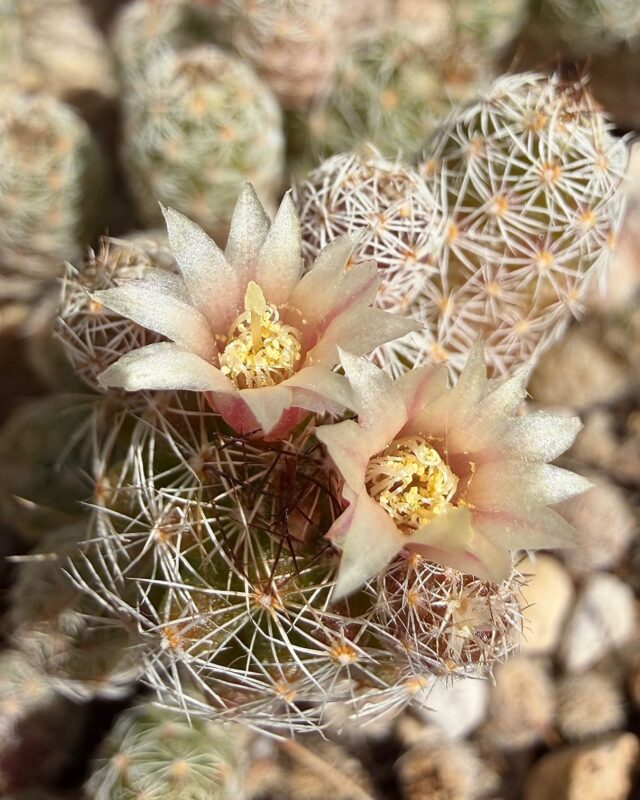 A lovely little Mammilaria gracilis (ID by John Edmiston) gifted by Chris @foodgardening4all a few years back has decided that now is the time to flower. It consists of masses of tiny round barrel cactus like stems the size of a pinky fingernail which detach easily and root readily. 
.
.
.
.
.
#cactus #barrelcactus #cactusflower  #cactus🌵 #cactuslover🌵