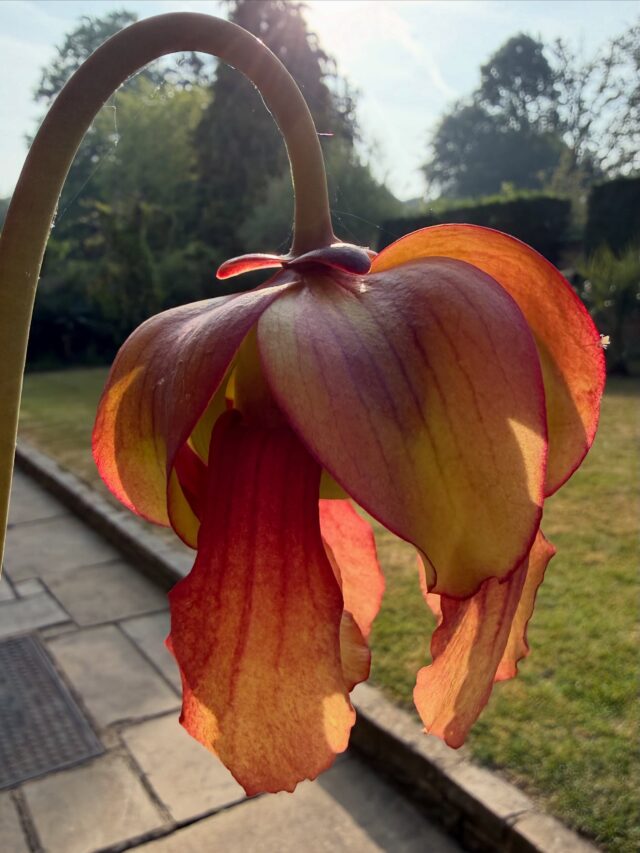 The quite incredible carnivorous Sarracenia × moorei ‘Brooks’s Hybrid’ from Matt Soper at @hampshirecarnivorousplants is one of the tallest Sarracenias. Though it has just started to push up pitchers its first priority is to push-up a flower. The pitchers can grow up to a metre tall, and this flower stem is 55cm high. The beautiful flower has a distinct pleasant perfume and is attractive to bees. I observed one earlier today trying to work out how to get into the flower. The flower itself with its beautiful colouring somehow reminds me of a #tiffanylamp
#sarracenia #carnivorousplantsofinstagram #pitcherplants #pitcherplant