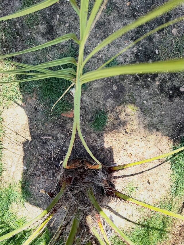 This is a peculiar creature indeed. @lrowlo noticed that on one of the fronds of this lovely Butia odorata from Vic @thepalmgrower the petiole split into two at the base, perhaps frost damage, and yet the frond developed normally as both halves healed over and delivered sap as required. Remarkable. Has anyone else seen this? #butiaodorata #palm #palmtrees #palms #treesap