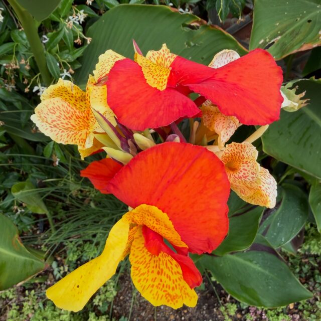 My favourite Canna. Just stunning flowers with lovely variegated deep bronze/green foliage. A genetic freak, I doubt we will see its like again. From @chessingtongardencentre 
‘Canna ‘Cleopatra’ is an heirloom genetic chimera rather than a traditional cultivated hybrid. It is widely considered an identical synonym to the late-1920s sport Canna ‘Yellow King Humbert’, which itself was a sport mutation of the older bronze-leaved Canna ‘Roi Humbert’. Because of its chimeric nature, cells with two distinct genotypes (some green, some bronze) grow intermixed, giving the plant its famous unpredictable, “dipped” variegation.’
#canna #cannacleopatra #variegatedflowers #chimera #heirloomplants