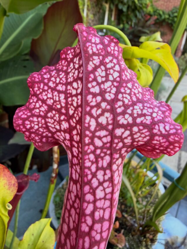The quite stunning Sarracenia ‘Judith Hindle’ cultivar from @hampshirecarnivorousplants a few years back. Our Sarracenia love our present heatwave of 30°C upwards day after day despite living in a stainless steel washing up bowl in full sun. They are in a mix of sphagnum moss and sharp sand. All it needs to keep them happy is plenty of rainwater, distilled water or deionised water, but never tapwater. The Sarracenia bowls stay out year-round and are unbothered by the top occasionally freezing over in winter. In fact, they need a good period of winter dormancy to keep them happy. Each spring, I chop them all right back and off they go again.
#sarracenia #sarraceniajudithhindle #sarraceniaofinstagram #pitcherplants #pitcherplant