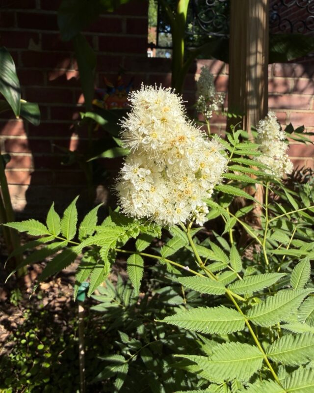 Sorbaria sorbifolia ‘Sem’ᴾᴮᴿ bought a few months back from @squires_gc already growing strongly and pushing some some lovely flower panicles. Sorbaria species are native to China & Japan, this selected dwarf form does best in partial shade rather than full sun. #sorbaria #sorbariasorbifolia #sorbariasorbifoliasem