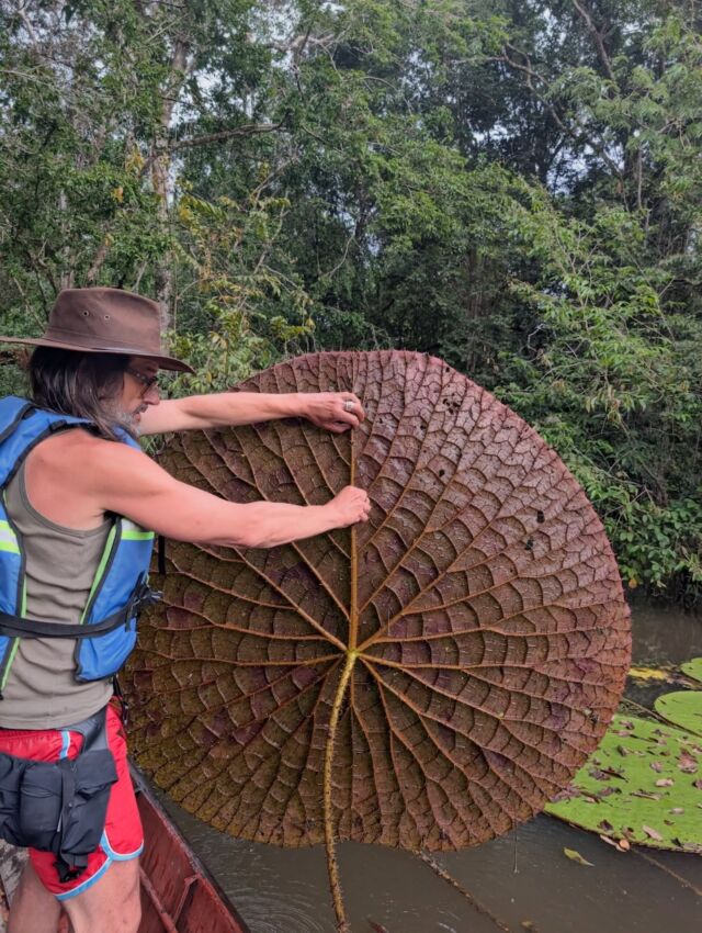 @carlos.magdalena.kew with Victoria colombiana water lily pad. © @mauriciobernalro 

Oct 2026 @kewgardens reports 

‘A new paper published today in the journal Phytotaxa unveils a new species in the genus Victoria, the Colombian giant waterlily (Victoria colombiana). With only three other known species in the genus, V. colombiana joins the pantheon of nature’s giants with pads measuring up to 2 metres across.

Carlos Magdalena, Botanical and Scientific Research Horticulturist at the Royal Botanic Gardens, Kew was first made aware of the waterlily on Instagram five years ago when he spotted it in photos taken in Colombia’s Inírida region by @jeremiahsplants, who runs a carnivorous plant nursery in the US, was not aware at the time of the significance of his snapshot, mistakenly identifying the new species for the more common V. amazonica.’

Recently published by Magdalena, C., Bernal-Rodriguez, M., Pedraza-Peñaloza, C.A., Hernández, J., Melo, G., Rodríguez, N., Harris, J. & Christenhusz, M.J. (2026) Discovery of a new species of Victoria (Nymphaeaceae) in the Orinoco watershed of Colombia. Phytotaxa 778 (2): 101–136.

#victoriacolombiana #victoriaamazonica #nymphaea #waterlilies #newplantspecies
