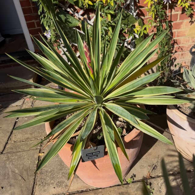 A rather vibrant Yucca gloriosa ‘Variegata’ in mid October sun starting to push up a flower spike. A little plant gifted to me by Sal La Delfa perhaps six or seven years back, I tried planting it in a few different places in our garden but it never settled. So popped it in a pot in full sun a couple of years back and it has gone nuts! Chatting with @rjoelmark I had not realised that Y. gloriosa has been found to be ‘the product of an intersectional hybrid origin, resulting from natural hybridization between Yucca aloifolia (maternal parent) and Yucca filamentosa (Adam’s needle).’ #yucca #yuccagloriosa #yuccagloriosavariegata #yuccas #succulents