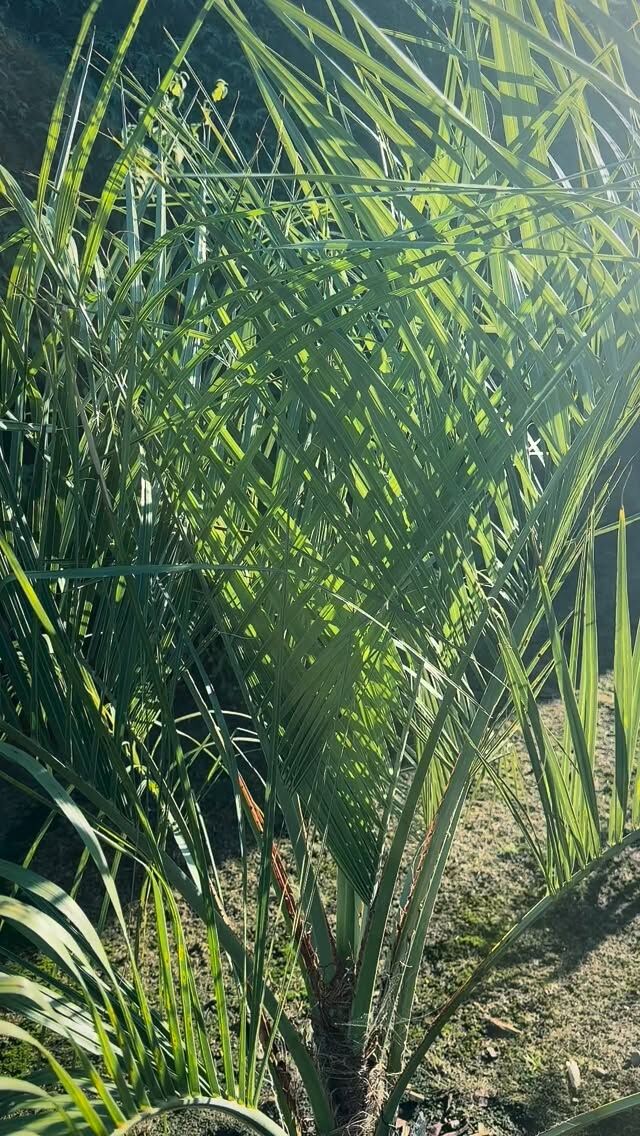 Butia odorata the South American jelly palm or pindo palm,is native to southernmost Brazil and Uruguay. This beautiful palm from Vic @thepalmgrower earlier this year has settled in quickly in our hot dry summer and is pushing out new fronds at speed. #butiaodorata #jellypalm #pindopalm #palmtrees #palms