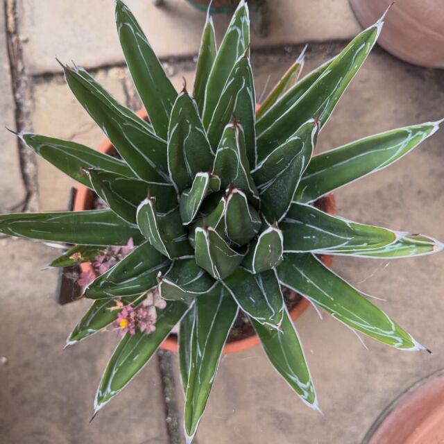 A lovely pair of Agave nickelsiae (formerly known as Agave ferdinandi-regis and a close relative of Agave victoriae-reginae) rescued and gifted by @foodgardening4all to me a couple or years back. Native to Saltillo and surrounding mountainous areas in Coahuila, Mexico. Grown from seed in UK many years back and small for their age. They live outside after frost risk passed and have just come inside now, A bit early as the forecast shows a great deal of rain on the way, which doesn’t suit them. To me, one of the most beautiful agaves. 
#agavenickelsiae #kingagave #agaves #agavesofinstagram #agavevictoriaereginae